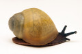 Archachatina marginata icterica Nigeria juvenil
